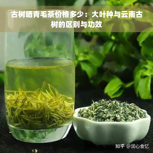 古树晒青毛茶价格多少：大叶种与云南古树的区别与功效