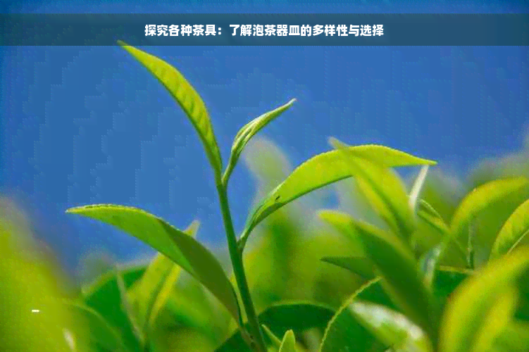 探究各种茶具：了解泡茶器皿的多样性与选择