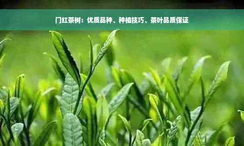 门红茶树：优质品种、种植技巧、茶叶品质保证