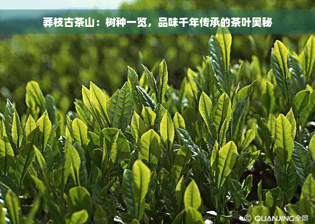 莽枝古茶山：树种一览，品味千年传承的茶叶奥秘