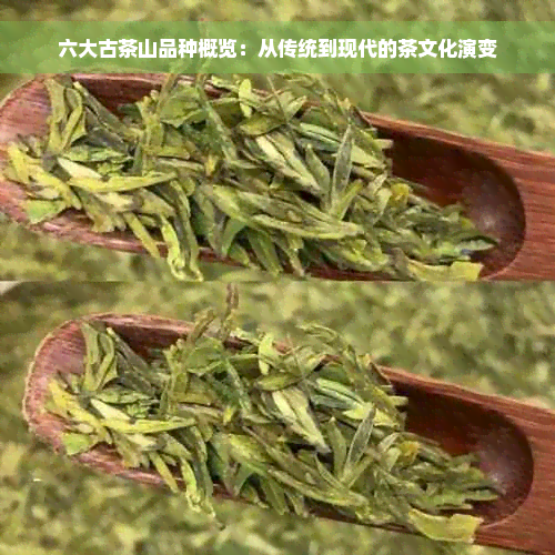 六大古茶山品种概览：从传统到现代的茶文化演变