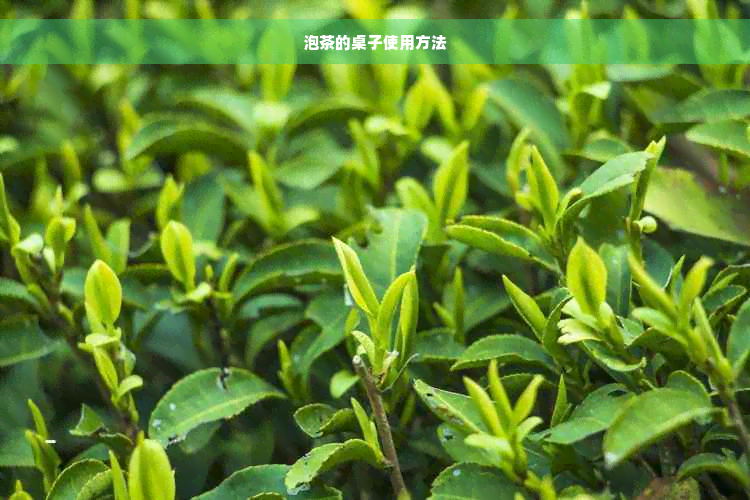 泡茶的桌子使用方法