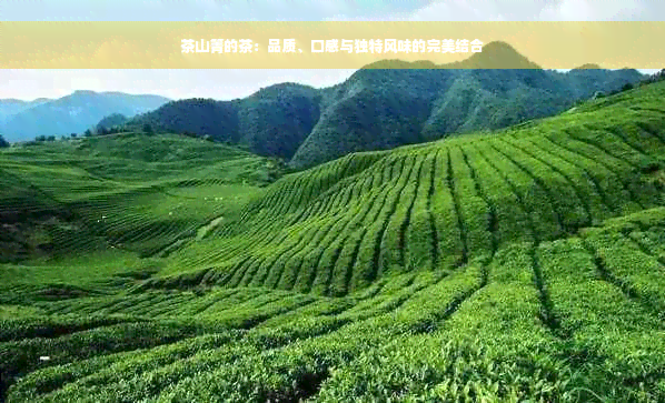 茶山箐的茶：品质、口感与独特风味的完美结合