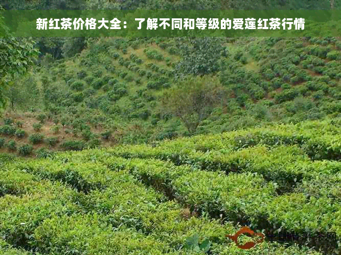 新红茶价格大全：了解不同和等级的爱莲红茶行情