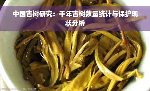 中国古树研究：千年古树数量统计与保护现状分析