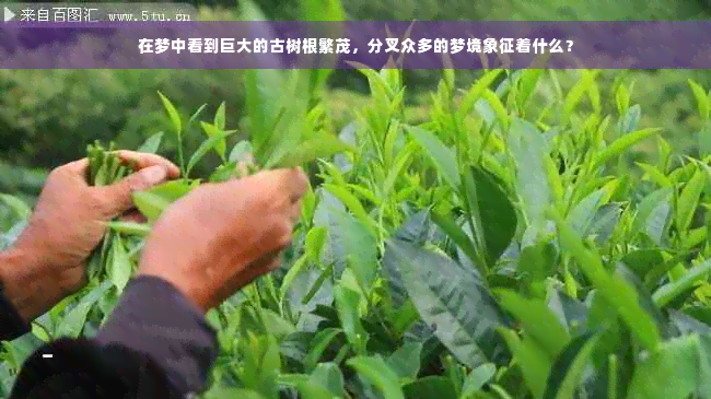 在梦中看到巨大的古树根繁茂，分叉众多的梦境象征着什么？