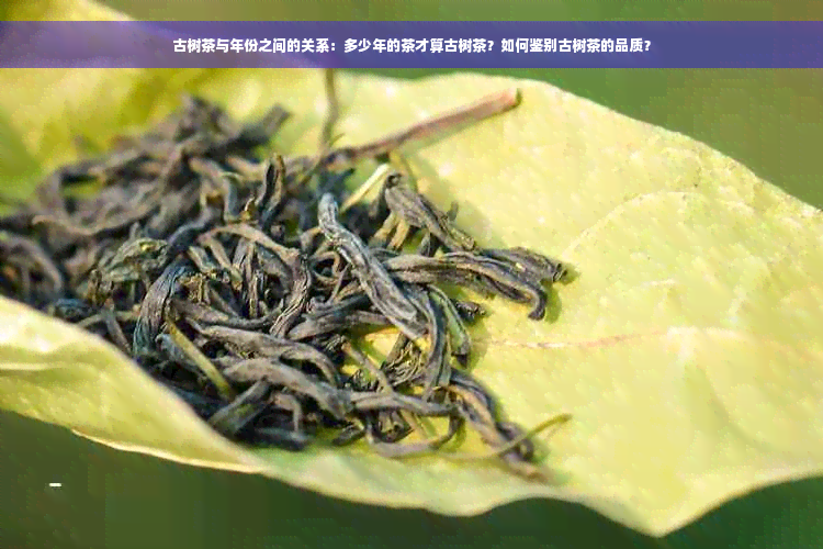 古树茶与年份之间的关系：多少年的茶才算古树茶？如何鉴别古树茶的品质？