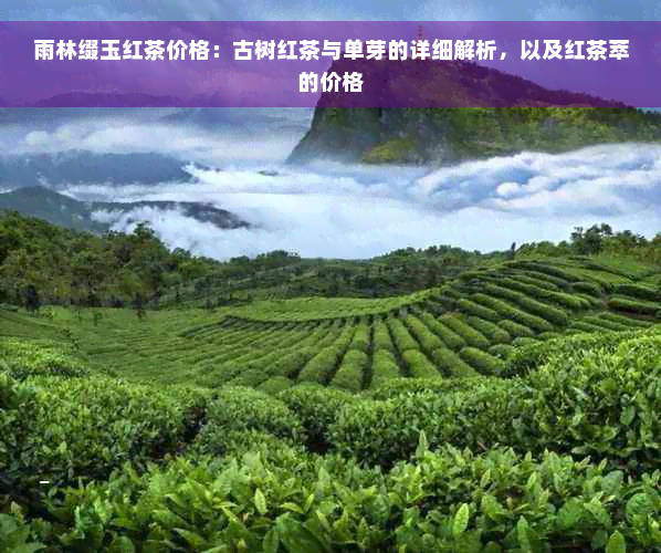 雨林缀玉红茶价格：古树红茶与单芽的详细解析，以及红茶萃的价格