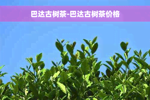 巴达古树茶-巴达古树茶价格