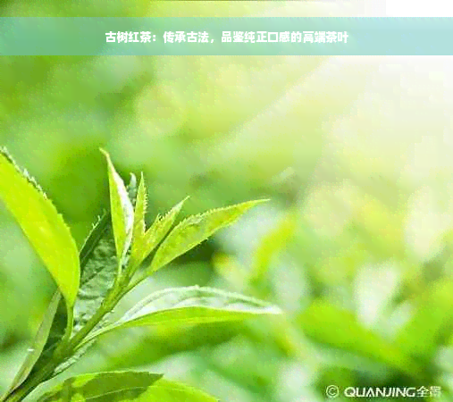 古树红茶：传承古法，品鉴纯正口感的高端茶叶