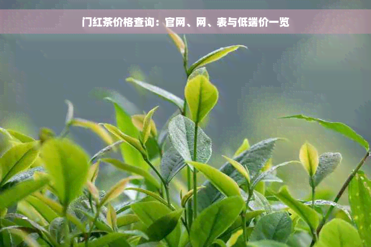 门红茶价格查询：官网、网、表与低端价一览