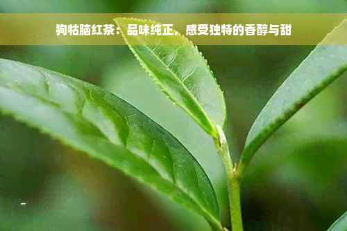 狗牯脑红茶：品味纯正，感受独特的香醇与甜