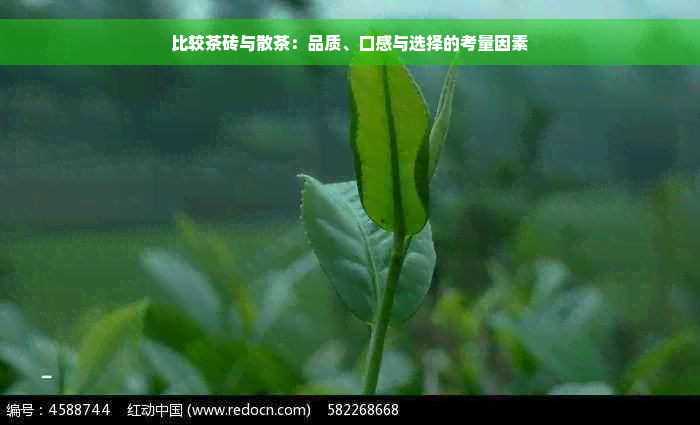 比较茶砖与散茶：品质、口感与选择的考量因素