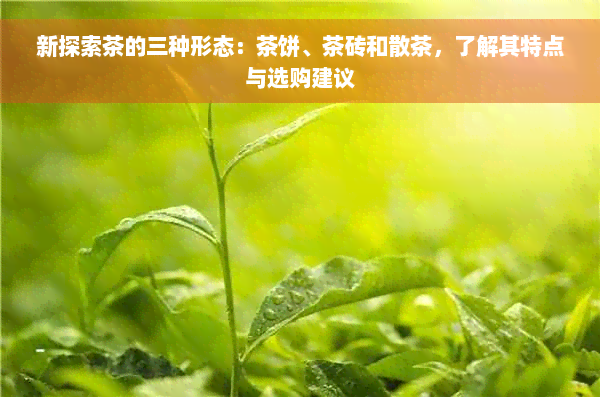 新探索茶的三种形态：茶饼、茶砖和散茶，了解其特点与选购建议