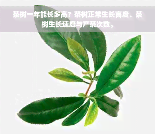 茶树一年能长多高？茶树正常生长高度、茶树生长速度与产茶次数。