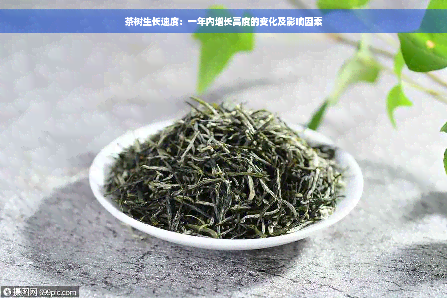 茶树生长速度：一年内增长高度的变化及影响因素