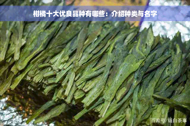 柑橘十大优良品种有哪些：介绍种类与名字