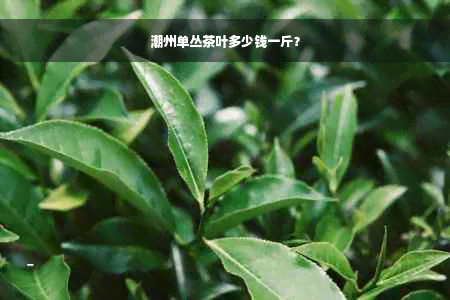 潮州单丛茶叶多少钱一斤？