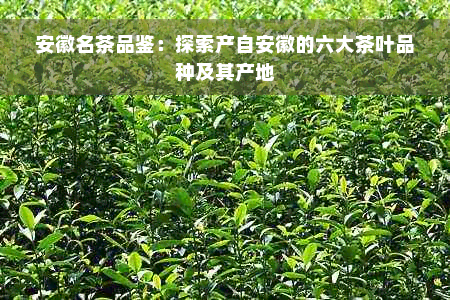 安徽名茶品鉴：探索产自安徽的六大茶叶品种及其产地