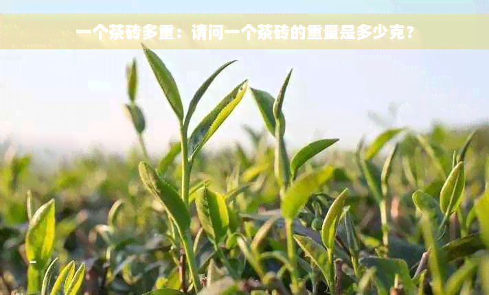 一个茶砖多重：请问一个茶砖的重量是多少克？