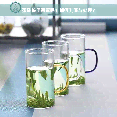 茶砖长毛有毒吗？如何判断与处理？