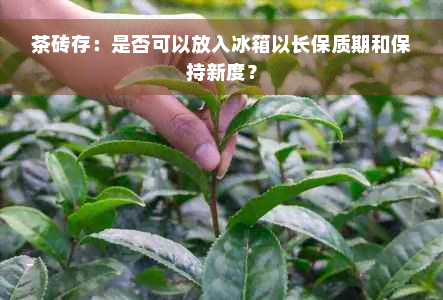 茶砖存：是否可以放入冰箱以长保质期和保持新度？