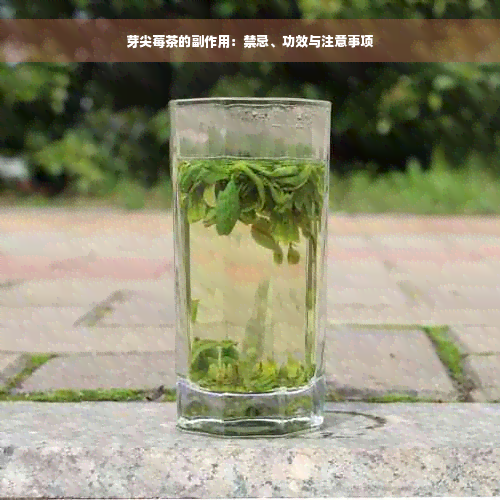 芽尖莓茶的副作用：禁忌、功效与注意事项