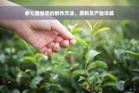 参七通络茶的制作方法、原料及产地详解