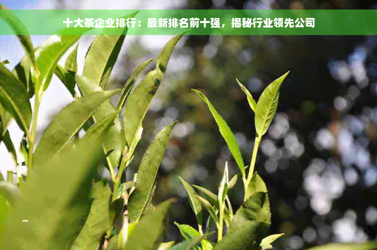 十大茶企业排行：最新排名前十强，揭秘行业领先公司