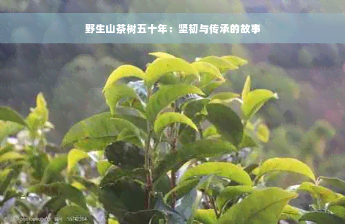 野生山茶树五十年：坚韧与传承的故事