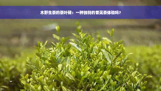 木野生茶的茶叶砖：一种独特的普洱茶体验吗？