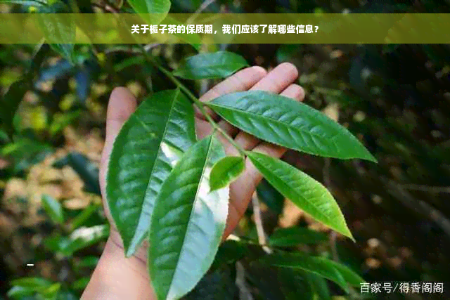 关于栀子茶的保质期，我们应该了解哪些信息？