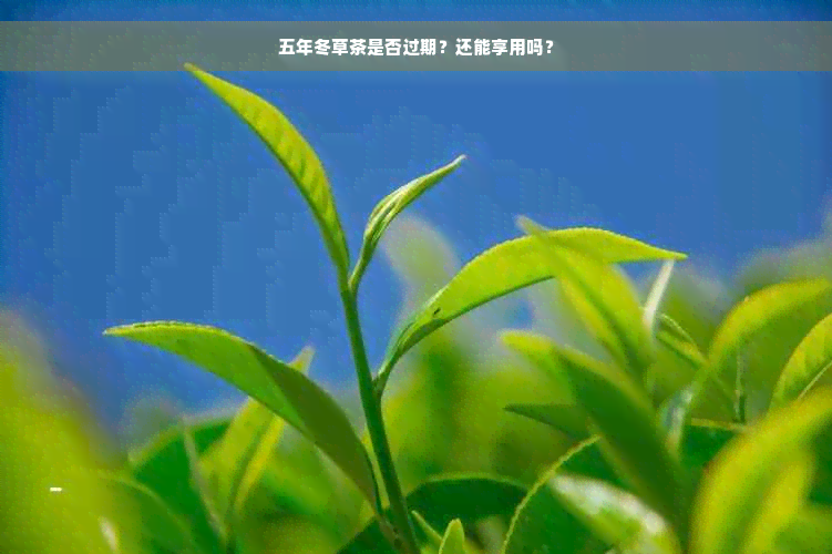 五年冬草茶是否过期？还能享用吗？