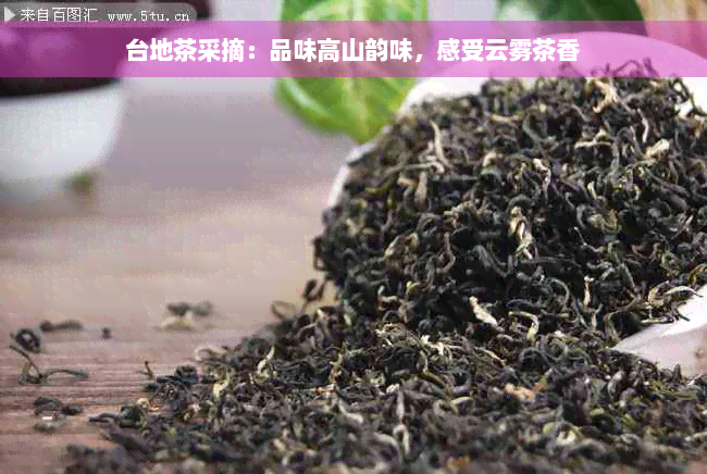 台地茶采摘：品味高山韵味，感受云雾茶香