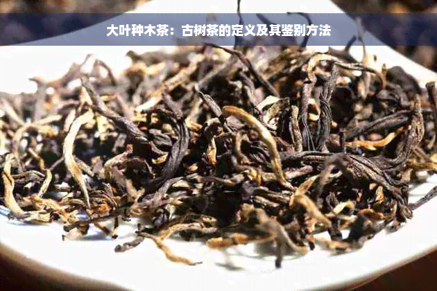 大叶种木茶：古树茶的定义及其鉴别方法