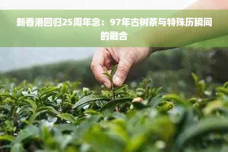 新香港回归25周年念：97年古树茶与特殊历瞬间的融合