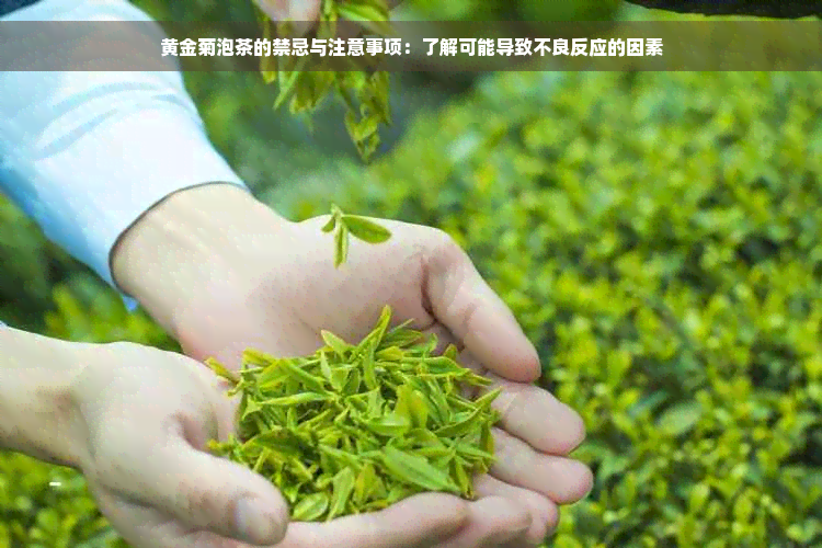 黄金菊泡茶的禁忌与注意事项：了解可能导致不良反应的因素