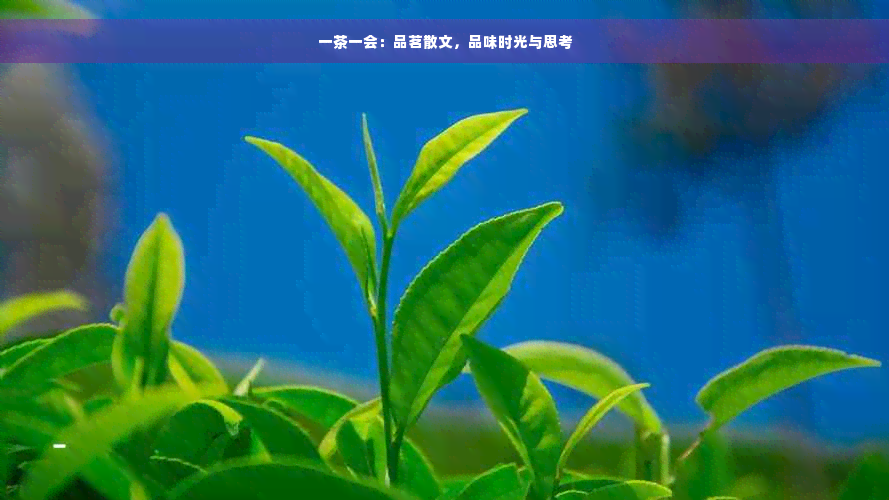 一茶一会：品茗散文，品味时光与思考