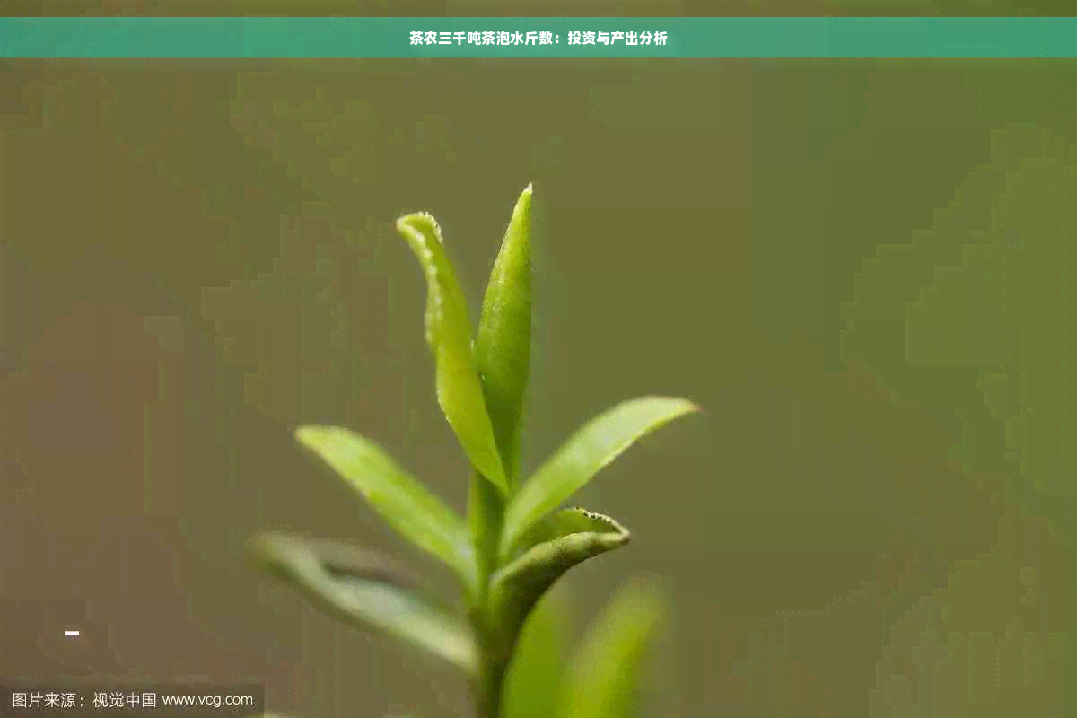 茶农三千吨茶泡水斤数：投资与产出分析