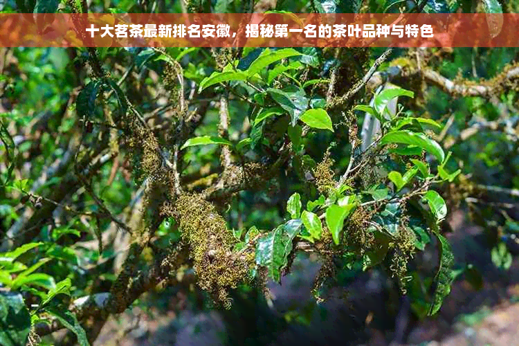 十大茗茶最新排名安徽，揭秘之一名的茶叶品种与特色