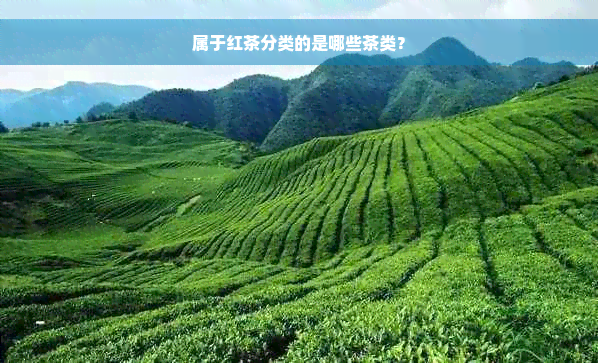 属于红茶分类的是哪些茶类？