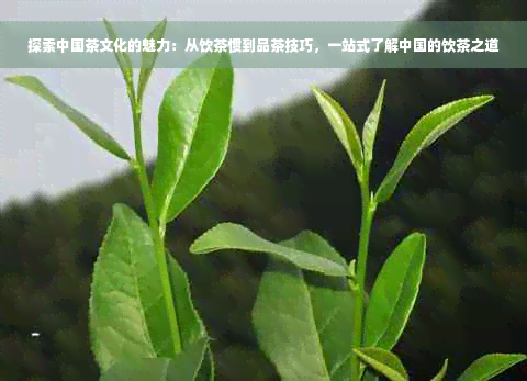 探索中国茶文化的魅力：从饮茶惯到品茶技巧，一站式了解中国的饮茶之道