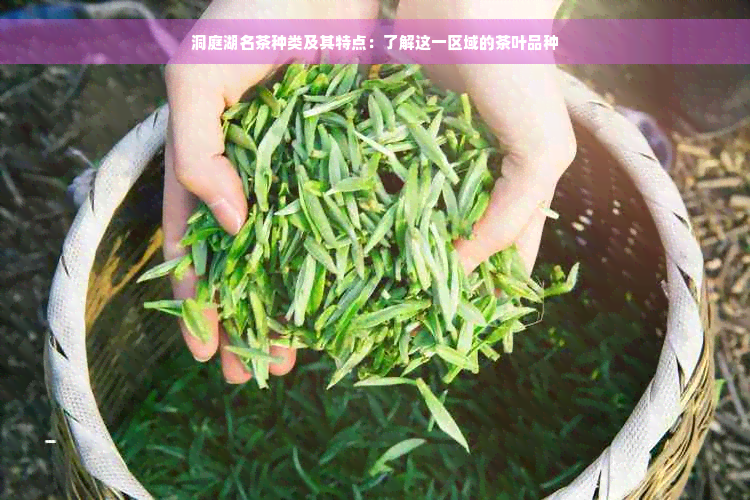 洞庭湖名茶种类及其特点：了解这一区域的茶叶品种