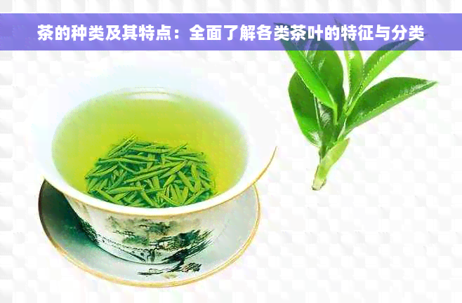 茶的种类及其特点：全面了解各类茶叶的特征与分类