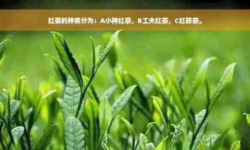 红茶的种类分为：A小种红茶，B工夫红茶，C红碎茶。