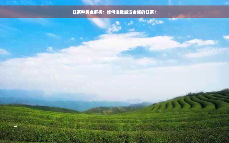 红茶种类全解析：如何选择最适合你的红茶？