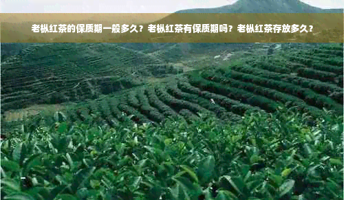 老枞红茶的保质期一般多久？老枞红茶有保质期吗？老枞红茶存放多久？