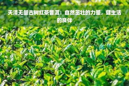 天泽无量古树红茶普洱：自然茁壮的力量，健生活的良伴