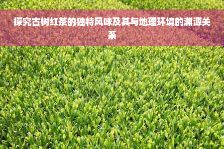 探究古树红茶的独特风味及其与地理环境的渊源关系