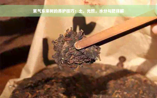 紫气东来树的养护技巧：土，光照，水分与肥详解